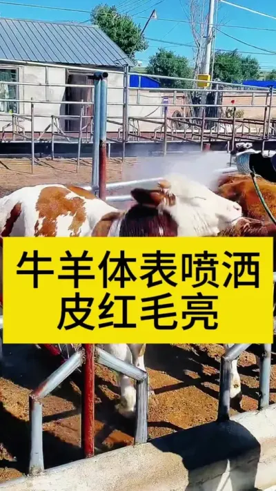 牛羊体表喷洒后皮红毛亮 养殖户每年都在用的驱虫方法，牛羊体外驱虫喷洒方便简单更好用#养牛 #农村养牛 #科学养牛 #养牛技术 #服务三农支持三农
