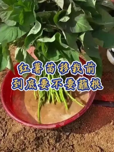 红薯苗移栽前要不要蘸根#红薯高产种植  #红薯高产  #红薯种植 #红薯种植管理