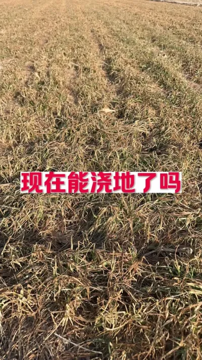 小麦能浇地了吗 #支持三农扶持三农发展 #关注我每天为你分享更多农业知识 #农技知识分享