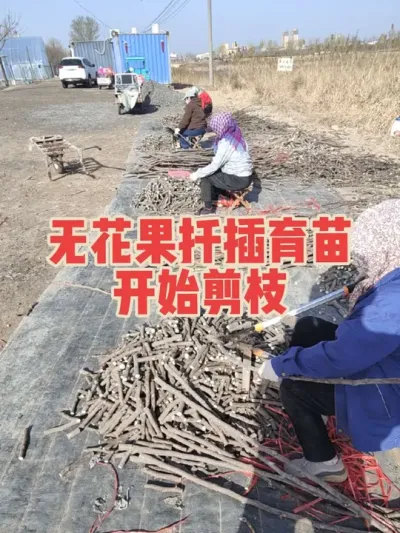 无花果大田扦插育苗工作即将开始，剪好的枝条有少量剩余，品种有波姬红和芭劳奈，二百根起，需要的来#耿记无花果种植专业合作社 #无花果扦插育苗枝条