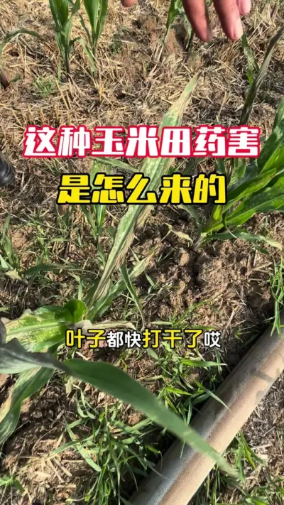 这样的玉米药害是这样来的，一定要注意多问#玉米种植#玉米管理 #玉米药害 #玉米高产 #毛国富大田高产管理