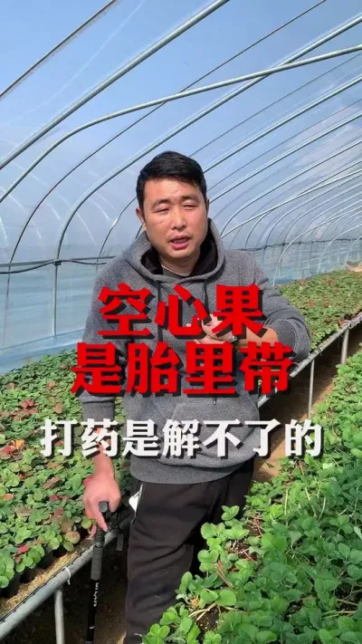 空心果是解决不了的#草莓空心果 #草莓 #草莓管理 #草莓种植