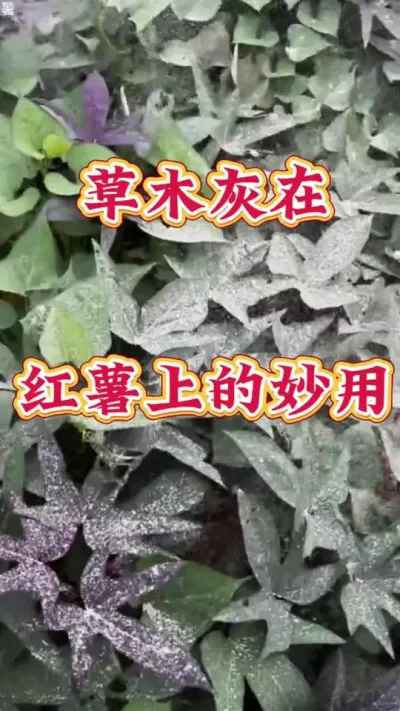 草木灰在红薯上的妙用 #红薯高产  #红薯高产种植  #红薯种植技术  #红薯种植口诀