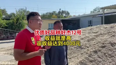 高产大片好杰12号#丰向标