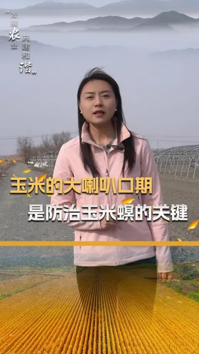 玉米的大喇叭口期是防治玉米螟的关键#玉米种植 #玉米种植技术 #玉米种子 #三农 #抖音新农人