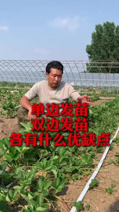 草莓单边发苗和双边发苗的优缺点#草莓种植 #草莓管理 #草莓种植技术 #分享农业知识帮农民增产增收 #新农人计划