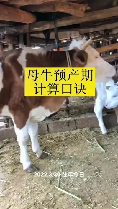 母牛预产期如何计算#养牛 #养牛人 #农村养牛 #西门塔尔 #科学养牛