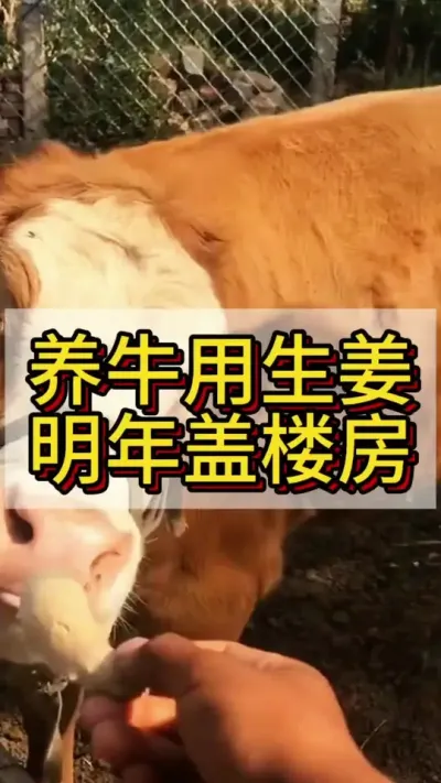 养牛用生姜，明年盖楼房#养牛人 #养牛 #农村养牛 #牛羊养殖 #三农