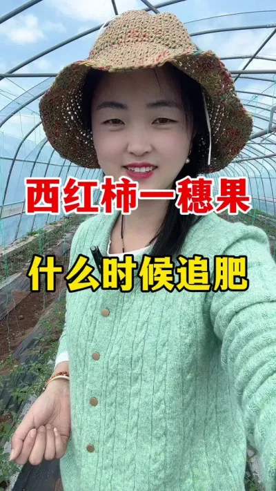 西红柿一穗果到底什么时候开始追肥#心系三农服务三农 #西红柿种植 #番茄种植技术