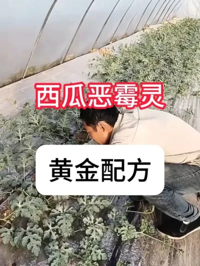恶霉灵在西瓜上怎么用？恶霉灵黄金复配 #农业种植 #抖音助农 #新农人计划 #西瓜 #真赞农业