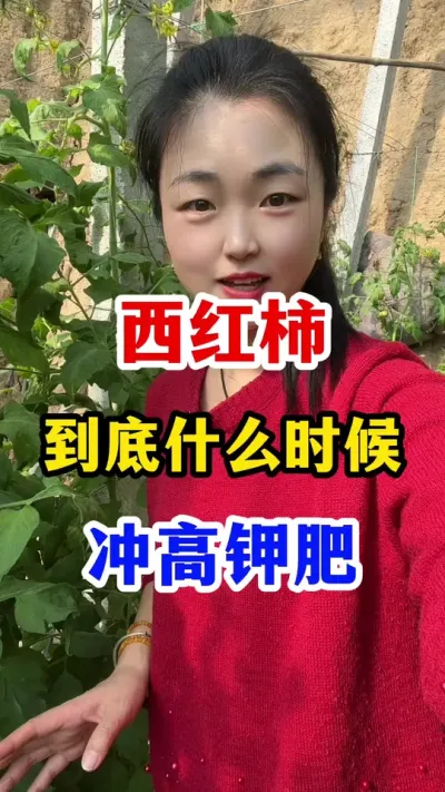 西红柿到底什么时候冲高钾肥？ #西红柿种植#西红柿种植技术