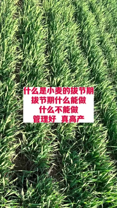 什么是小麦的拔节期，拔节期如何管理 #支持三农扶持三农发展 #分享农业知识帮农民增产增收