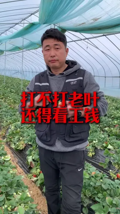草莓打不打老叶还得看行情 #草莓种植 #三农种植 #草莓种植管理技术和方法 #草莓种植方法 #服务三农支持三农