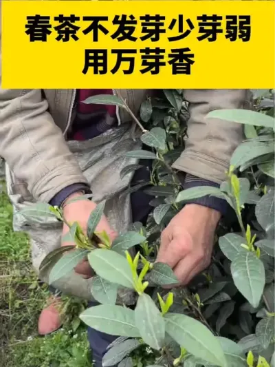 春茶不发芽少芽弱就用万芽香#茶树#春茶采摘 #采茶 #春茶