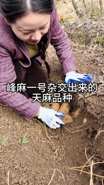 峰麻一号作为杂交亲本材料的天麻就是这样子的#天麻种植 #技术分享 #中药材种植基地