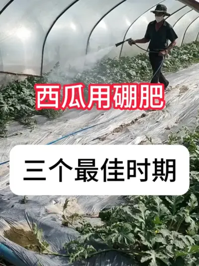西瓜种植 什么时候用硼肥？硼肥3个最佳使用时间#大棚西瓜 #农业种植 #硼肥 #种植小技巧 #真赞农业