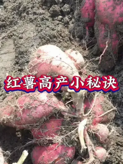 红薯高产小妙招#红薯高产种植  #红薯高产  #红薯种植 #红薯种植管理