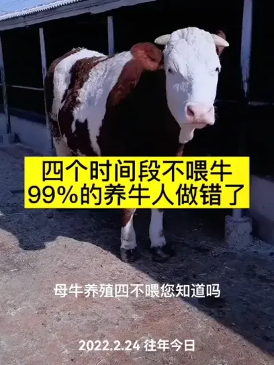#农村养牛 #养牛人 #服务三农支持三农 #西门塔尔 #牛羊