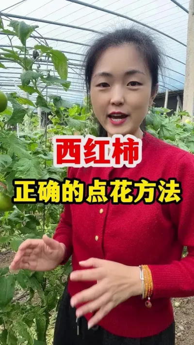 西红柿点花的正确方法 #西红柿种植 #农业种植技术 #西红柿种植技术