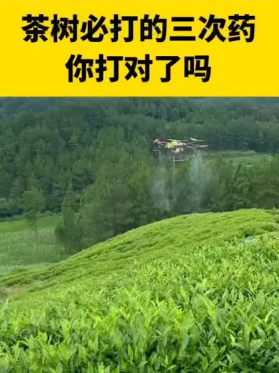茶树必打的三次药，你用对了吗？#茶树 #茶树种植 #茶树种植技术与管理