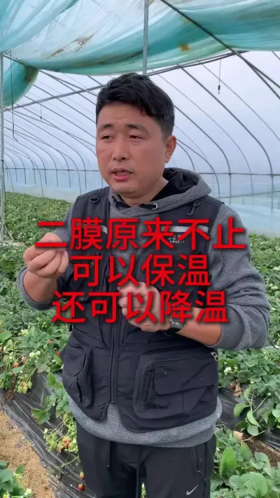 草莓棚二模不止可以保温，还可以这么用 #草莓种植 #三农种植 #草莓种植管理技术和方法 #农业种植 #服务三农支持三农