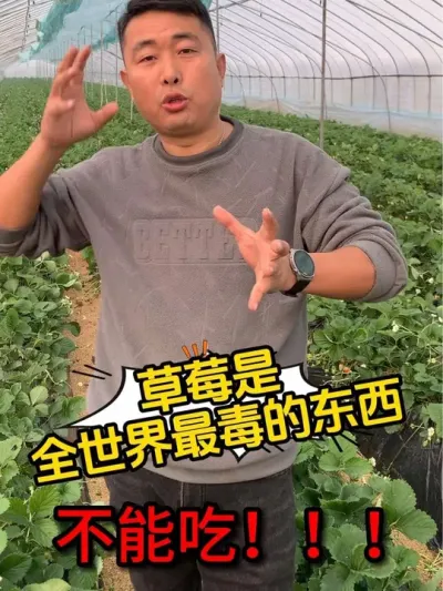 草莓现在还能不能吃？！#农业种植 #草莓种植 #草莓 #农业种植技术  #种植大棚