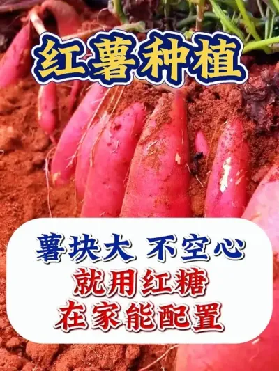 红薯薯块大，不空心，就用红糖加这个 #红薯种植 #红薯种植技术 #红薯高产  #红薯高产种植 #农业种植
