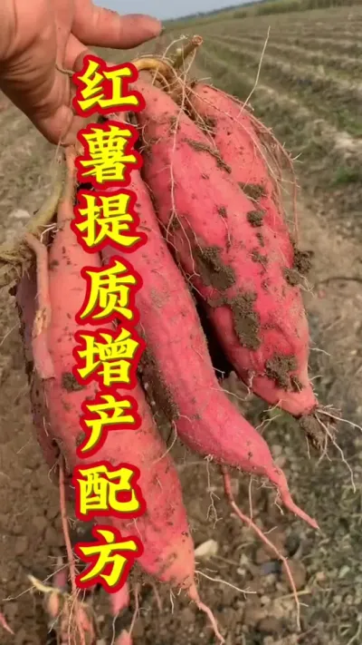 红薯提质增产配方 #红薯高产  #红薯高产种植  #红薯种植技术  #红薯种植口诀