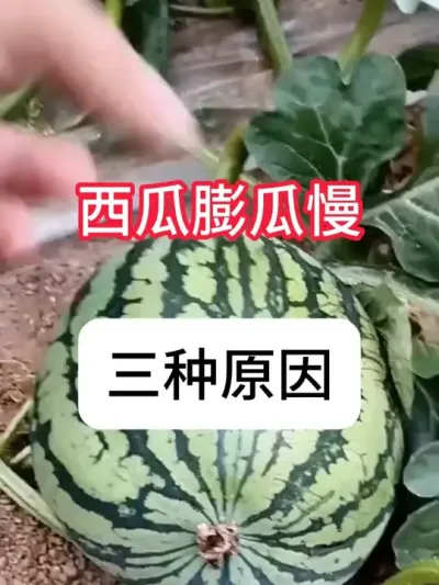 西瓜个头小长得慢怎么办？ #西瓜种植 #抖音助农 #种植小技巧 #三农 #农业知识