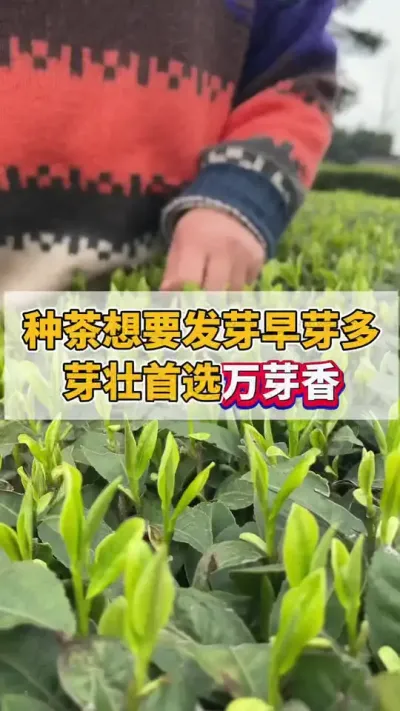 种茶想要发芽早芽多芽壮首选万芽香#茶树 #茶树管理技术与指导 #茶农茶事 #茶树种植