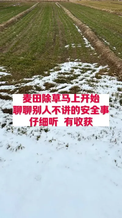雨后麦田除草注意事项 #分享农业知识帮农民增产增收 #支持三农扶持三农发展