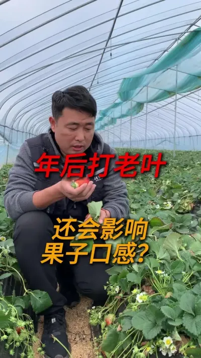年后草莓还需要打老叶吗 #草莓种植 #三农种植 #草莓种植管理技术和方法 #农业种植 #服务三农支持三农