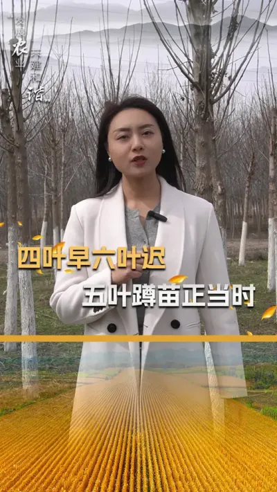 四叶早六叶迟，五叶蹲苗正当时#玉米种植技术 #玉米种植 #玉米种子 #三农 #抖音新农人
