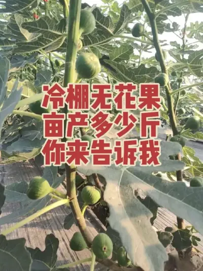 同样的无花果品种，产量高低取决于管理#耿记无花果种植专业合作社 #无花果树苗