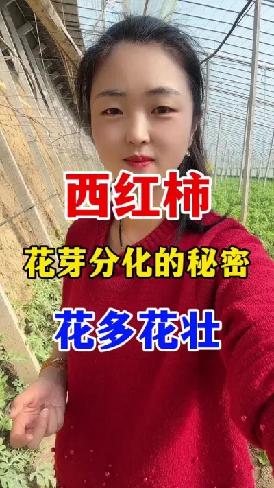 西红柿花芽分化的秘密 花多花壮#西红柿种植 #西红柿种植技术