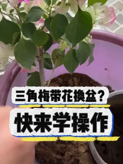 三角梅带花换盆，快来学操作。 #养花 #养花小知识 #花卉绿植 #花卉 #盆栽