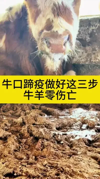 #农村养牛 #养牛人 #西门塔尔牛 #农村养牛人