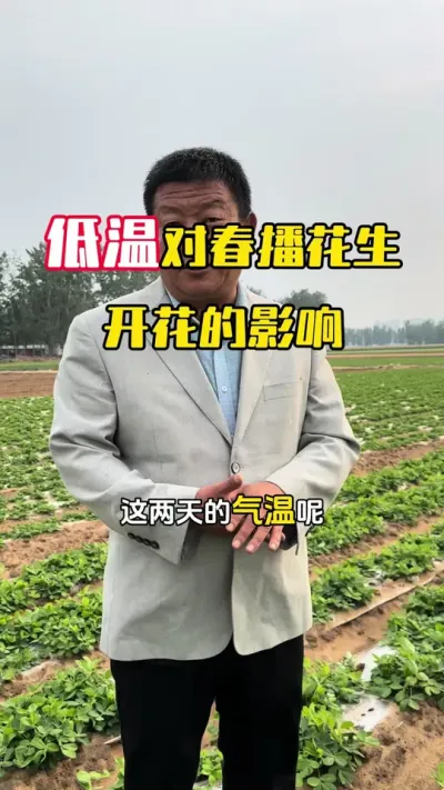 温度忽高忽低，对于已经开花的春花生有什么影响？应该怎么做管理？#花生种植 #花生高产  #花生高产管理#花生高产管理技术 #毛国富大田高产管理