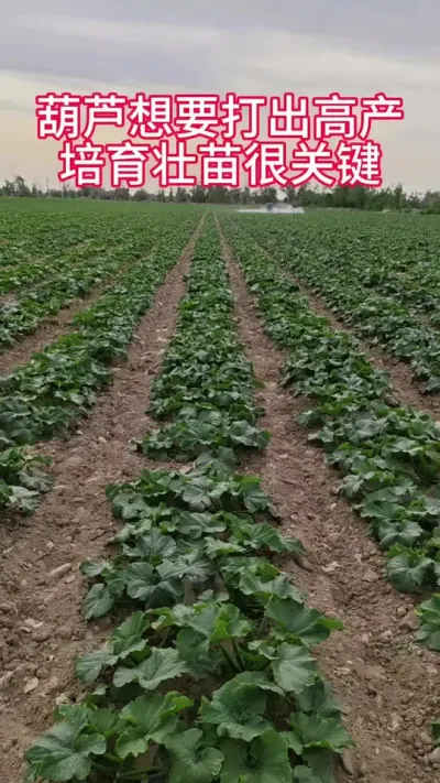 培育壮苗是葫芦打出高产的基础#丰向标