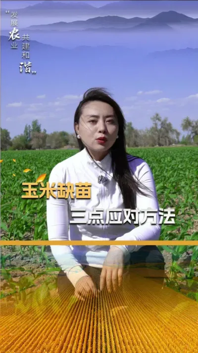 玉米缺苗的三点应对方法#玉米种植 #玉米种植技术 #玉米种子 #三农 #抖音新农人