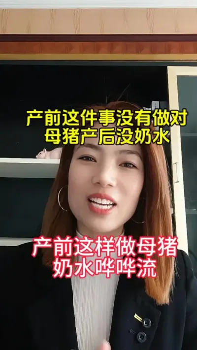 产前这样做，母猪奶水哗哗流#自繁自养母猪 #母猪保健 #每天分享养猪知识 #三农养猪 #养猪技术服务
