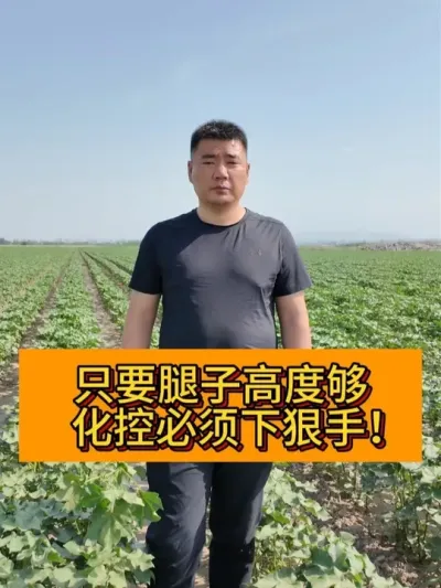 只要腿子高度够，化控必须下狠手！ #新农人计划2025#新农人计划 #种植小技巧 #记录我的农村生活 #支持三农扶持三农发展