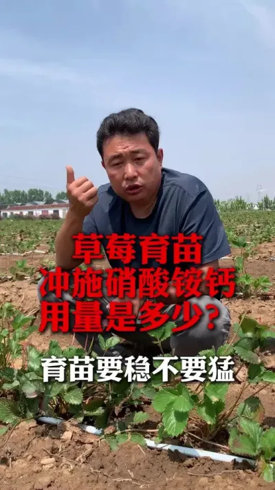 冲施硝酸铵钙的用量是多少#分享农业知识帮农民增产增收 #草莓种植 #种植小技巧 #新农人计划 #草莓种植管理技术和方法