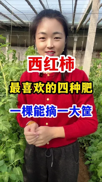 西红柿最喜欢的四种肥 用好了一棵能摘一大筐#西红柿种植 #西红柿种植技术