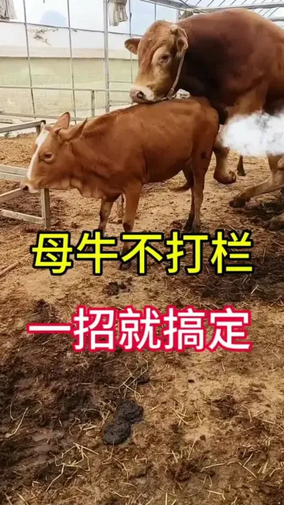 母牛不打栏一招就搞定#母牛 #繁殖母牛 #三农 #养殖