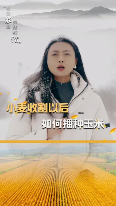 小麦收割以后如何播种玉米 #玉米种植 #玉米种植技术 #玉米种子 #三农 #抖音新农人