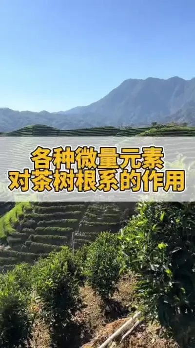 各种微量元素对茶树根系的作用#茶树 #茶树管理技术与指导 #茶树种植