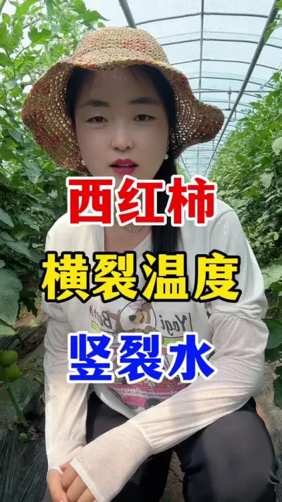 西红柿横裂温度竖裂水 #西红柿种植#西红柿种植技术