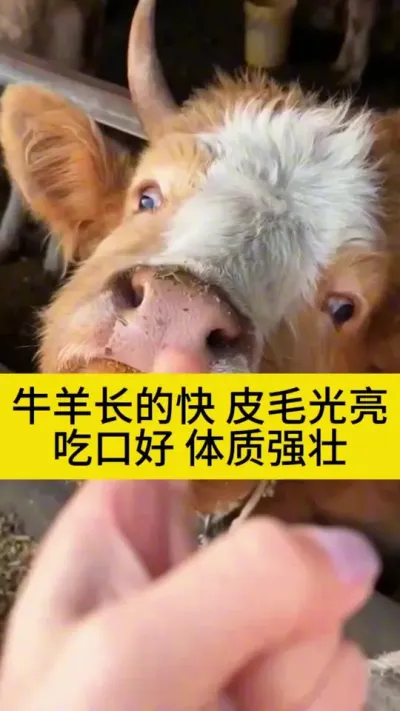 牛羊驱虫做好了，才能更好吸收营养，吃口好皮毛光亮，体质强壮#牛羊驱虫 #养牛人 #农村养牛 #西门塔尔 #服务三农支持三农