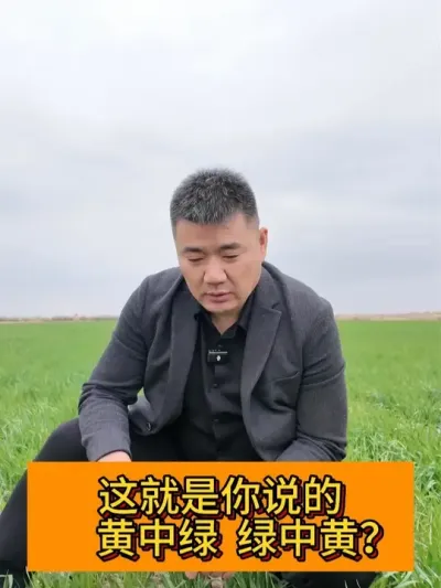 小麦黄中绿 绿中黄的原因你知道吗？ #新农人计划2025#记录我的农村生活 #支持三农扶持三农发展 #春耕进行时 #三农种植